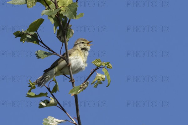 Garden warbler (Sylvia borin) adult male bird singing in a tree in spring, England, United Kingdom