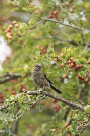 Eurasian bullfinch (Pyrrhula pyrrhula) juvenile bird in a hawthorn hedgerow with red berries in summer, England, United Kingdom