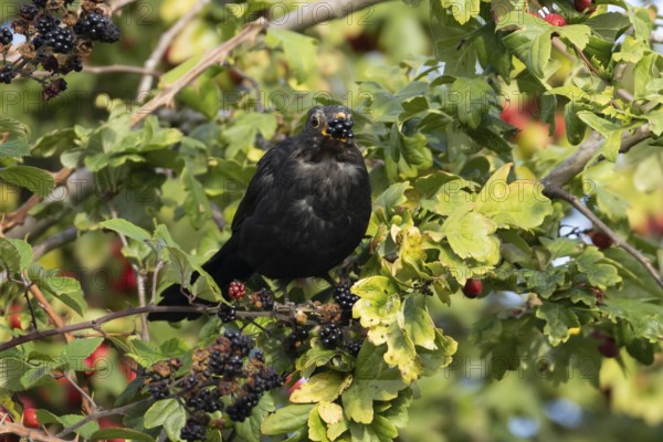 Eurasian blackbird (Turdus merula) adult male bird feeding on a blackberry in a hedgerow in the summer, England, United Kingdom