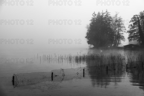 Reeds and fences in foggy Starnberger See, leaves and conifers behind, black and white photo, Historisches Hotel La Villa, Niederpöcking, Upper Bavaria, Bavaria, Germany