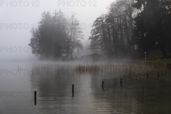 Reeds and fences in foggy Starnberger See, leaves and conifers in the back, Historisches Hotel La Villa, Niederpöcking, Upper Bavaria, Bavaria, Germany