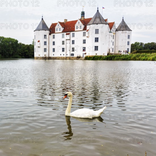 Hocker swan (Cygnus olor) in front of Glücksburg Castle, residential castle, moated castle with museum, Renaissance architecture, Glücksburg, Germany