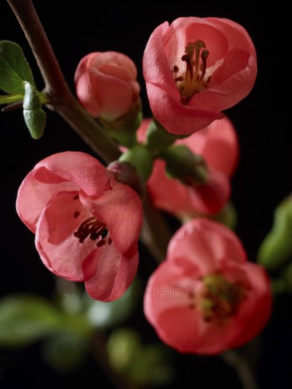Quince branch with flowers (Cydonia oblonga) against black background