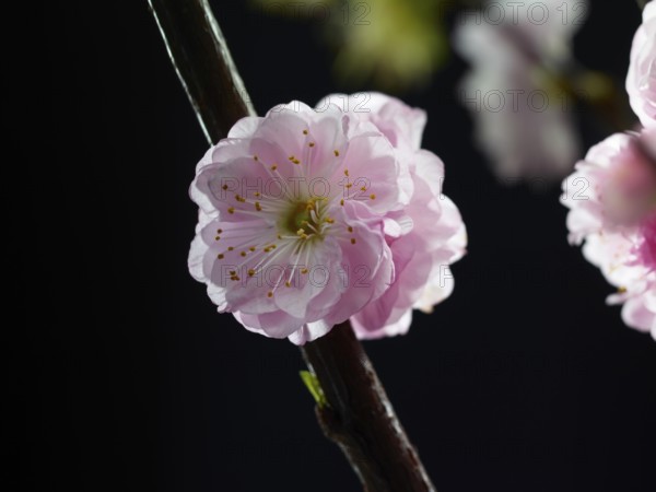 Almond branch with flower (Prunus triloba) against black background