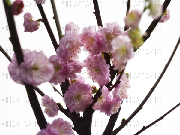 Almond branch with flowers (Prunus triloba) against white background