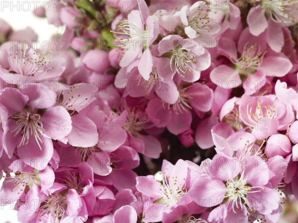 Nectarine flowers (Prunus persica var. nucipersica)