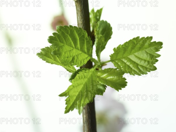 Almond branch with flowers and leaves (Prunus triloba) against white background