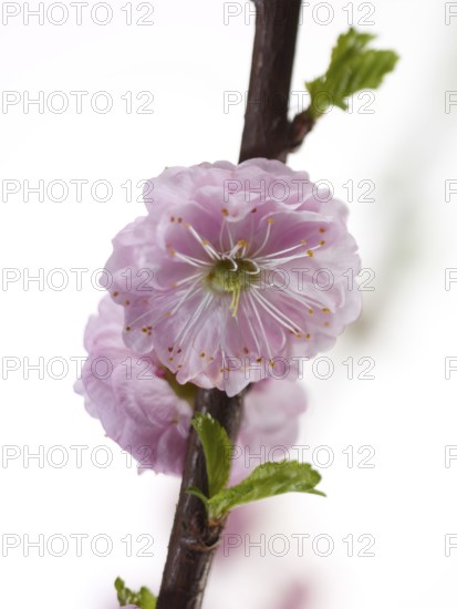 Almond branch with flowers (Prunus triloba) against white background