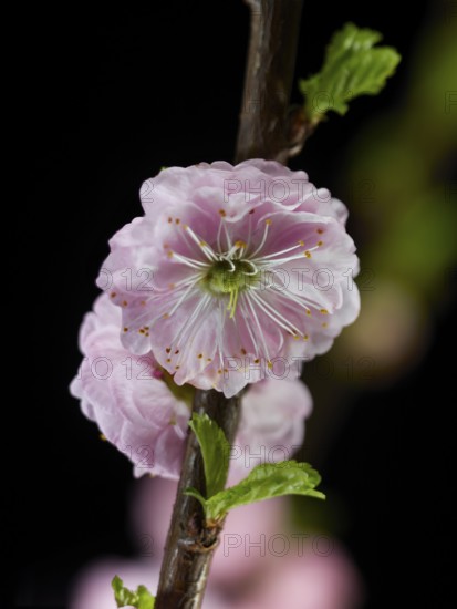 Almond branch with flowers (Prunus triloba) against a black background