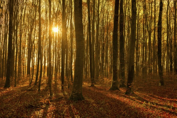 A light beech forest with warm sunset light between the trees, Swabian Jura, Baden-Württemberg, Germany
