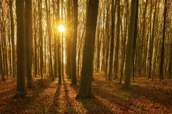 An autumnal beech forest with golden sunlight through the trees and leaves, Swabian Jura, Baden-Württemberg, Germany