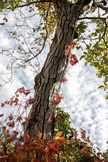 Autumn leaves. Krasnodar. Russia