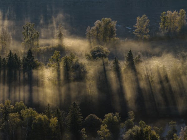 Fog, clouds of fog, morning light, back light, trees, moor area, foothills of the Alps, Bavaria, Germany