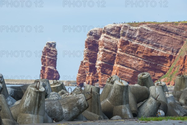 Sunny coastline with concrete tetrapods by the sea, coastal protection, protective wall, paved coastal strip, red cliffs with the coastal path and Lange Anna in the background, many people on the cliff, breeding birds, breeding colony on the cliffs, flying gannets (Morus bassanus), rock layers in red sandstone, surf pillar, escape line, perspective, cloud blue sea, horizon, western cliff, high-seas island of Heligoland, North Sea, Pinneberg district, Schleswig-Holstein, Germany