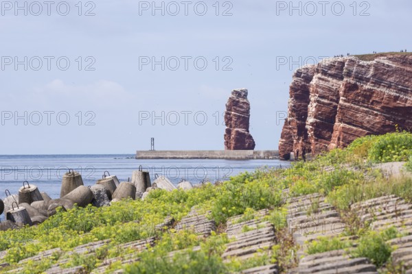 Sunny coastline with concrete tetrapods by the sea, coastal protection, protective wall, paved coastal strip with sea fennel (Crithmum maritimum) and other coastal plants, neophyte, red cliffs and Lange Anna in the background, coastal path on the cliff, many people on the cliffs, rock layers in red sandstone, surf pillars, overcast sky, blue sea on horizon, west cliff, high-seas island of Heligoland, North Sea, Pinneberg district, Schleswig-Holstein, Germany