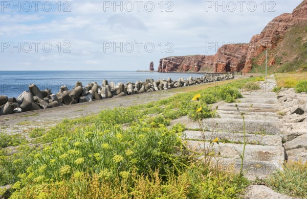 Wide, sunny coastline with concrete tetrapods by the sea, coastal protection, paved coastal strip with sea fennel (Crithmum maritimum), Jacob's ragwort (Senecio jacobaen, Syn. Senecio jacobaea), also ragwort, Jacobskraut, and bedstraw (Gallium verum), blooming, red cliffs, Lange Anna in the background, rock layers, red sandstone, surf pillars, wide angle, blue sky, clouds, sea, horizon, high-sea island Heligoland, North Sea, Pinneberg district, Schleswig-Holstein, Germany
