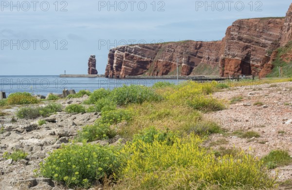 Sunny coastline with concrete tetrapods by the sea, coastal protection, protective wall, coastal strip with sea fennel (Crithmum maritimum), neophyte, sweet clover (Melilotus officinalis), other coastal plants, red cliffs and Lange Anna in the background, coastal path on the cliff, many people on the cliffs, rock layers in red sandstone, surf pillars, overcast sky, blue sea on the horizon, western cliff, high-seas island of Heligoland, North Sea, Pinneberg district, Schleswig-Holstein, Germany