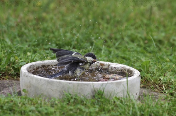 Great tit (Parus major), bird bath, water, bathing, garden, The drops of water fly through the air