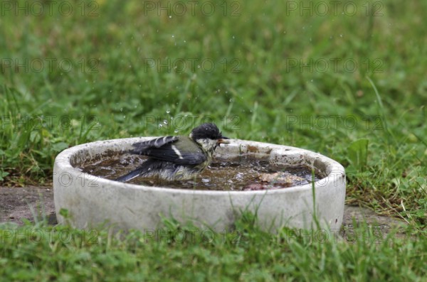 Great tit (Parus major), bird bath, water, bathing, garden, The drops of water fly through the air while the tit bathes