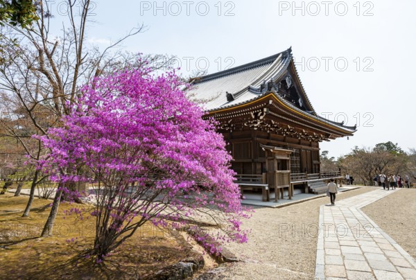 Kannondo of Ninna-ji Temple, purple blooming bush in spring, Buddhist temple complex, Kyoto, Japan