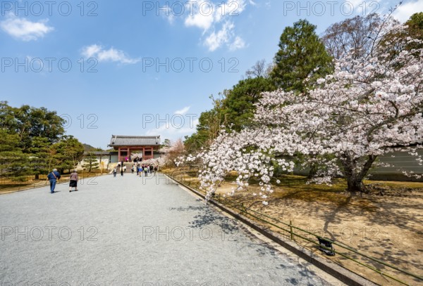 Wide path with blooming cherry tree, leads to the Chumon Gate of Ninna-ji Temple, Buddhist temple complex, Kyoto, Japan