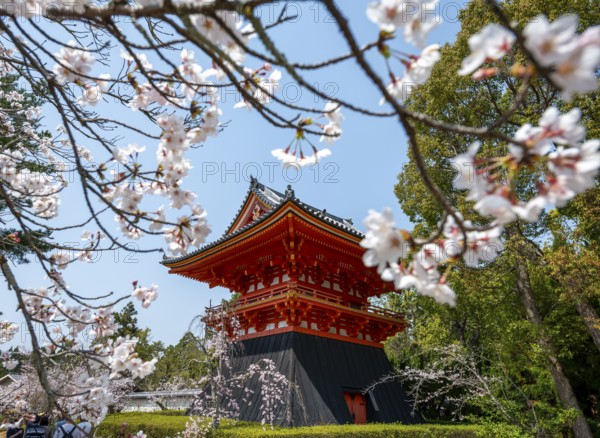 Cherry blossoms and red Shoro bell tower, Ninna-ji temple in spring, Buddhist temple complex, Kyoto, Japan