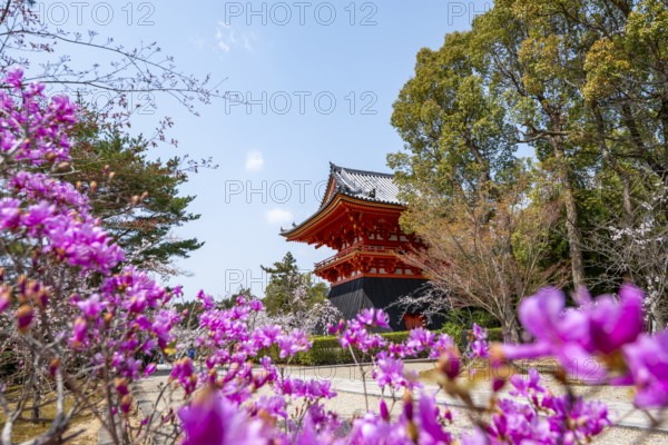 Purple blooming tree in spring with Shoro bell tower, Ninna-ji Temple, Buddhist temple complex, Kyoto, Japan