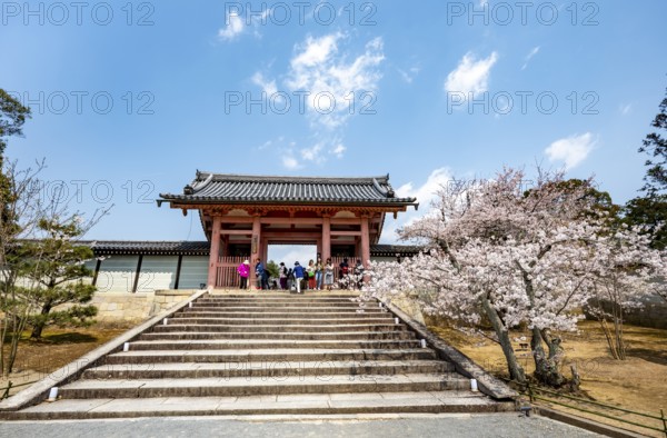 Path with blossoming cherry tree, Chumon Gate of Ninna-ji Temple, Buddhist temple complex, Kyoto, Japan