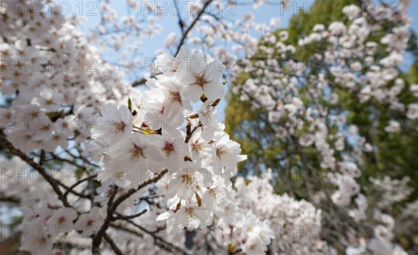Blossoms, Blooming Cherry Trees, Ninna-ji Temple, Buddhist Temple Complex, Kyoto, Japan