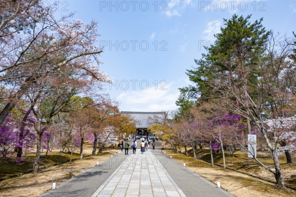 Path lined with blooming trees in spring, Kondo main hall of Ninna-ji Temple, Buddhist temple complex, Kyoto, Japan