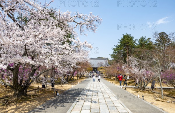 Wide path with blooming cherry trees, Niomon Gate of Ninna-ji Temple in the back, Buddhist temple complex, Kyoto, Japan