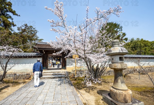 Entrance to Miedo of Ninna-ji Temple, cherry blossom in spring, Buddhist temple complex, Kyoto, Japan