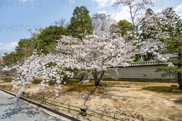 Wide path with blooming cherry tree, Ninna-ji Temple, Buddhist temple complex, Kyoto, Japan