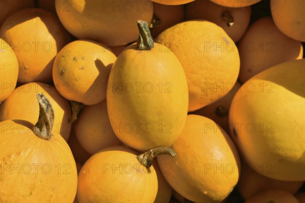 Yellow Spaghetti squash vegetable from top view