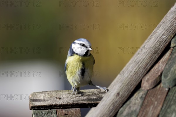 Blue tit (Cyanistes caeruleus), colorful, close-up, cute, Germany