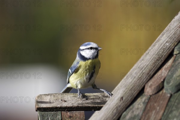 Blue tit (Cyanistes caeruleus), colorful, close-up, Germany