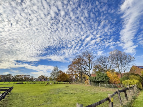 Dense cloud field of medium-height white clouds Altocumulus stratiformis subspecies of altocumulus clouds popularly sheep clouds on the right at the edge of the picture Altostratus attract against blue sky over rural area front down green willow behind colorful autumn trees trees with colorful leaves, Germany