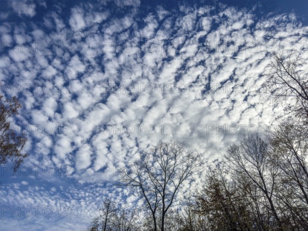 Cloud field thick cloudiness from off with white high clouds Stratoumulus stratiformis against blue sky popularly sheep clouds, international