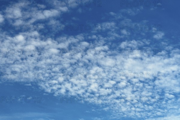 Medium-height white clouds of Altocumulus stratiformis perlucidus lacunosus against a blue sky, international