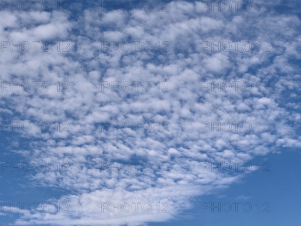 Cloud field of medium-height white clouds Altocumulus stratiformis subspecies of altocumulus clouds popularly sheep clouds attract blue skies, internationally