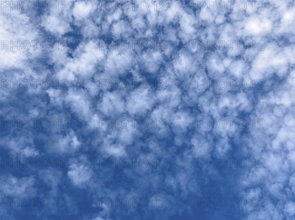 White medium-height clouds Altocumulus translucidus subspecies of altocumulus clouds popularly sheep clouds against a blue sky, international