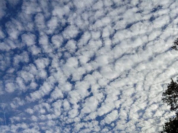 Dense cloud cover from with white medium-height clouds Altocumulus stratiformis popularly sheep clouds against a blue sky, international