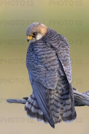 Red-footed falcon (Falco vespertinus), adult female sitting, Kiskunság National Park, Hungary