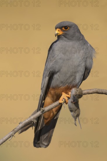 Red-footed falcon (Falco vespertinus), adult male sitting with a captured mouse, Kiskunság National Park, Hungary