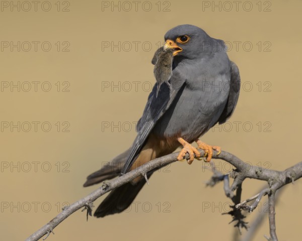Red-footed falcon (Falco vespertinus), adult male sitting with a captured mouse, Kiskunság National Park, Hungary