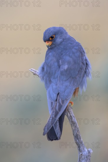 Red-footed falcon (Falco vespertinus), male sitting in the first morning light, Kiskunság National Park, Hungary