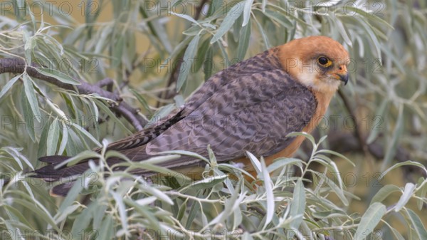 Red-footed falcon (Falco vespertinus), adult female sitting in a willow bush, Kiskunság National Park, Hungary