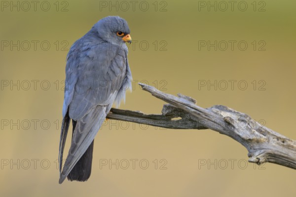 Red-footed falcon (Falco vespertinus), adult male sitting, Kiskunság National Park, Hungary