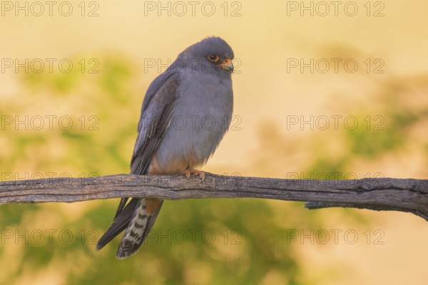 Red-footed falcon (Falco vespertinus), male sitting in the first morning light, Kiskunság National Park, Hungary