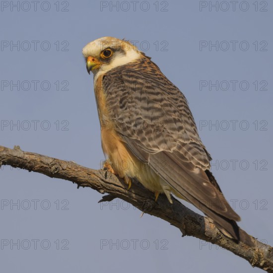 Red-footed falcon (Falco vespertinus), adult female sitting, Kiskunság National Park, Hungary
